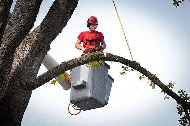 How Our Tree Care Process Works  in  Faison, NC